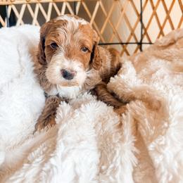 NACHO - Red  male Goldendoodle puppy in Brookville, Pennsylvania from Woodland Mountain Doodles