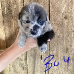 Thor - Blue merle male Australian Shepherd puppy in Whitwell, Tennessee from Owl Hollow Farm