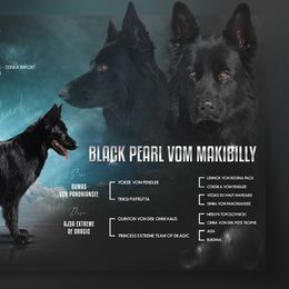Pearl - German Shepherd