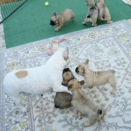 French Bulldog Puppies from Camp Fine Frenchies