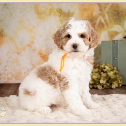 Dorothy - Parti female Goldendoodle puppy in Connersville, Indiana from Deaz Doodle Ranch