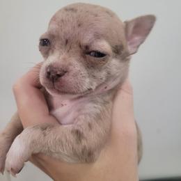 Girl 1 - Merle female Chihuahua puppy in Warsaw, Virginia from B&D Chihuahuas