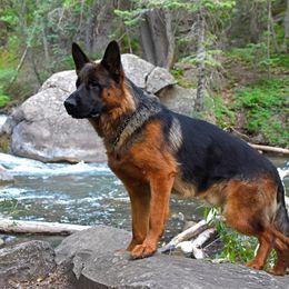 Maverick - German Shepherd