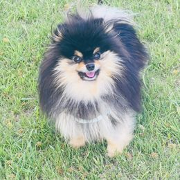 Pomeranian All Grown Up from Very Happy Ranch