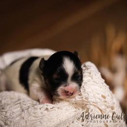 Biewer Terrier Puppies from Imperial BabyDoll Biewers