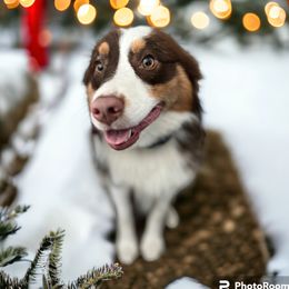 Gizmo - Miniature Australian Shepherd