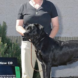 Labrador Retrievers and Pembroke Welsh Corgis from Racing Winds Pembroke and Labradors