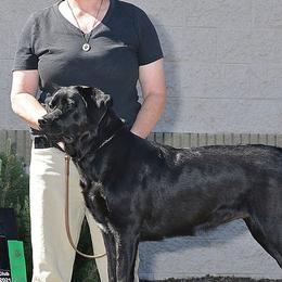 Labrador Retrievers and Pembroke Welsh Corgis from Racing Winds Pembroke and Labradors