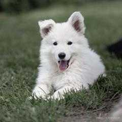 Berger Blanc Suisse and German Shepherd Puppies from Fireside Fernweh