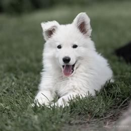 Berger Blanc Suisse and German Shepherd Puppies from Fireside Fernweh