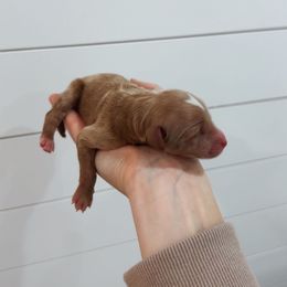 Coco - Red  male Goldendoodle puppy in Rio Linda, California from GoldendoodlePaw