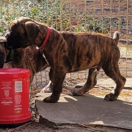 Boxer Puppies from Von Haus Piner