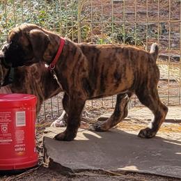 Boxer Puppies from Von Haus Piner