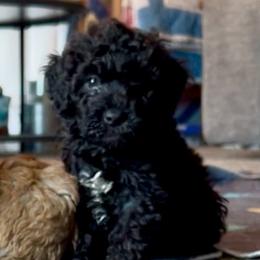 Archie - Tri-color male Bernedoodle puppy in Lancaster, Missouri from Cavapoo Acres