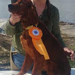 Irish Setters from Chimera Irish Setters
