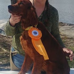 Irish Setters from Chimera Irish Setters
