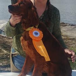 Irish Setters from Chimera Irish Setters