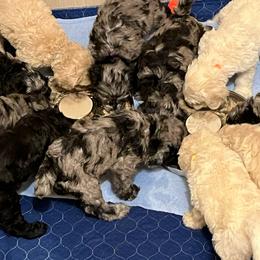 Schnoodle Puppies from Giselle’s Pups: Giant Schnauzer/Standard Poodles