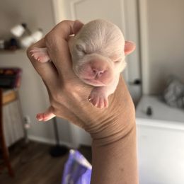Pixie's cream boy 2 - Lilac male Boston Terrier puppy in Yakima, Washington from Barnett’s AKC Boston Terriers