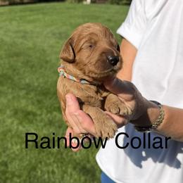 Pastel rainbow collar - Red  female Goldendoodle puppy in Landis, North Carolina from Shelbys Doodle Farm