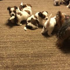 Yorkshire Terrier Puppies from Pitter Patter Parti Yorkies