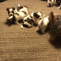 Yorkshire Terrier Puppies from Pitter Patter Parti Yorkies