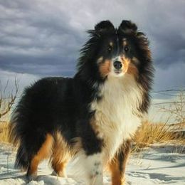 Dixie - Shetland Sheepdog