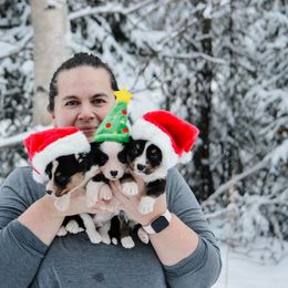 Cardigan Welsh Corgi Puppies from Grandiose Cardigan Welsh Corgis