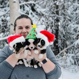 Cardigan Welsh Corgi Puppies from Grandiose Cardigan Welsh Corgis