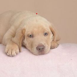 Opal - Champagne female Dilute Retriever puppy in Missouri City, Texas from Labrador Retriever Puppies