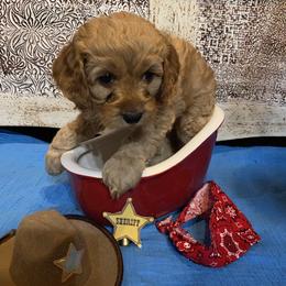 Cockapoo Puppies from Country J Canines