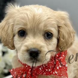 Cockapoos, Dachshunds, and Poodles from The Royal Kennel