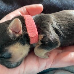 Shih Tzus from Becraft's Shih Tzu of Valhalla
