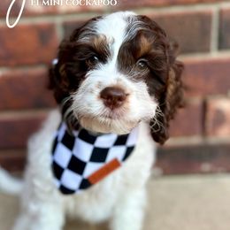Bernedoodles, Bernese Mountain Dogs, and Cockapoos from Kallams Bernedoodles & Bernese Mountain Dogs