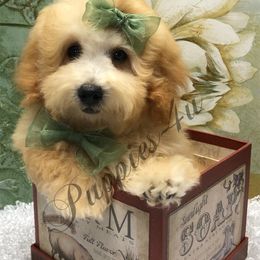 Poodle Puppies from Puppies-4U