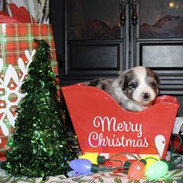 Miniature Australian Shepherd and Toy Australian Shepherd Puppies from Bar IV Aussies