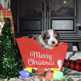 Miniature Australian Shepherd and Toy Australian Shepherd Puppies from Bar IV Aussies