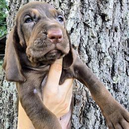 Sailor - Brown female Colombian Fino Hound puppy in Kingston, Tennessee from Fino Hounds USA