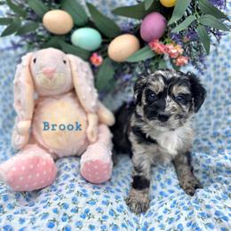 Brook - male Cavapoochon puppy in Bullard, Texas from Cavapoochon Central LLC