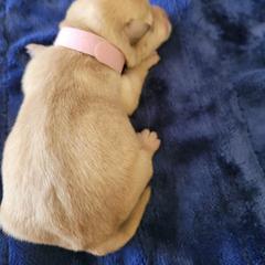 Light Pink - Wheaten female Scottish Terrier puppy in Carson City, Nevada from McCulley's Battle Born Scotties