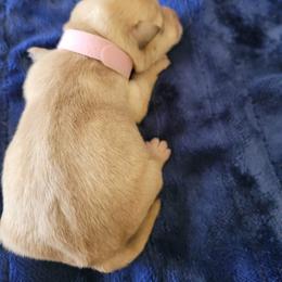 Light Pink - Wheaten female Scottish Terrier puppy in Carson City, Nevada from McCulley's Battle Born Scotties