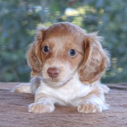 Puppy B Purebred DNA Tested Parents Family Raised - Piebald male Dachshund puppy in Haines City, Florida from Divine Poodle Paradise Standard Poodles & Divine Dachshunds