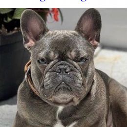 Skye - French Bulldog