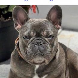 Skye - French Bulldog