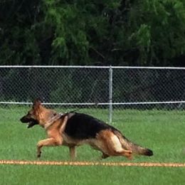 Rajka - German Shepherd