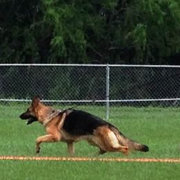 Rajka - German Shepherd