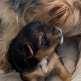 Yorkshire Terrier Puppies from Middle Tennessee Teacup Yorkie puppies
