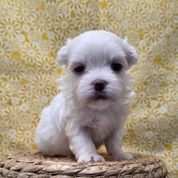 Duey - White male Maltese puppy in Monticello, Iowa from Ashley’s Puppies