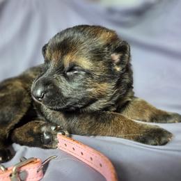 Light Pink - Sable female German Shepherd puppy in Motley, Minnesota from Von Thomson Haus