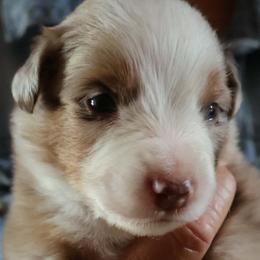 Boy 4 - Red merle male Miniature American Shepherd puppy in Rensselaerville, New York from Callen Kennels